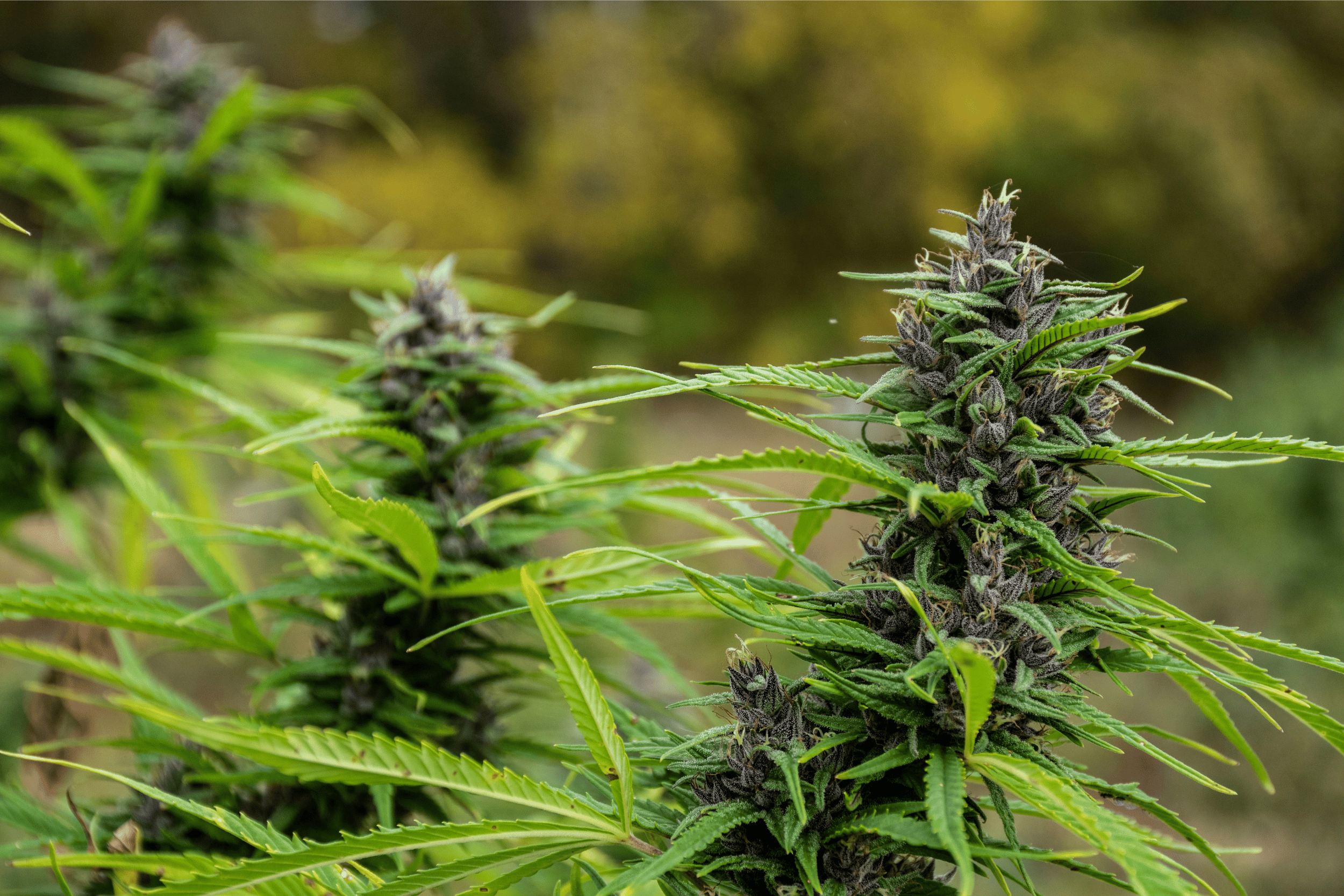 hemp bloom