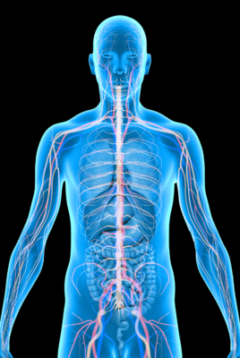Graphic illustration of the endocannabinoid system and cannabinoids interacting within the human body.