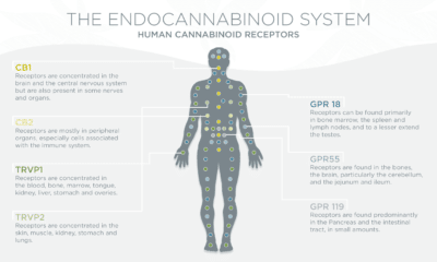 Your Endocannabinoid System – The Basics Part 1
