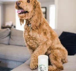 Can CBD Oil Be Helpful For Your Pets