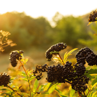 WHAT IS ELDERBERRY AND WHAT IS IT USED FOR.