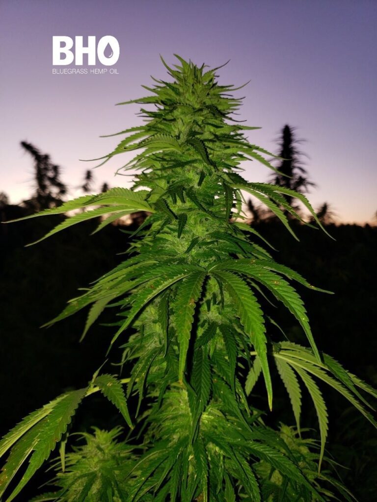 CBD-cannabis-bloom-768x1024-1 Cannabis Hemp CBD female flower bloom