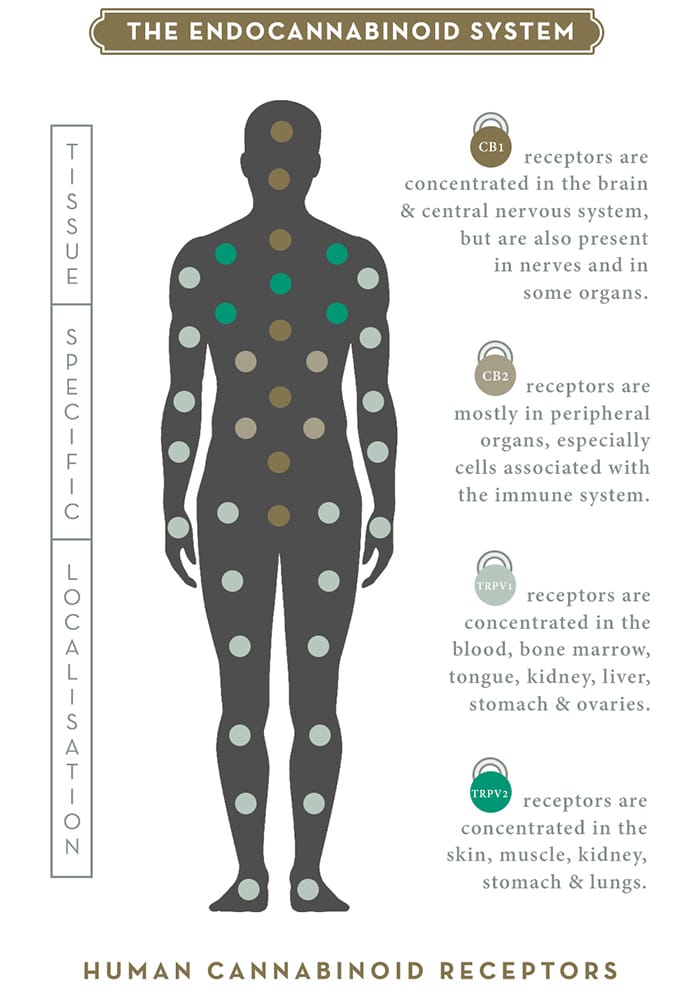  Diagram showing the endocannabinoid receptors within the human body.
