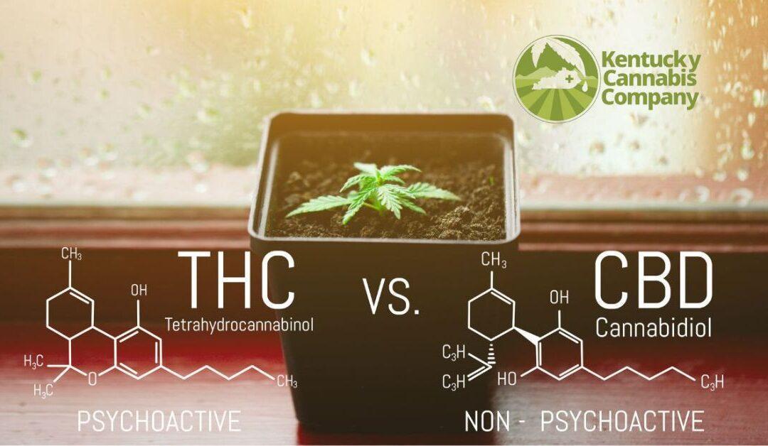 CBD vs THC – IS ONE BETTER? LEARN THE DIFFERENCES