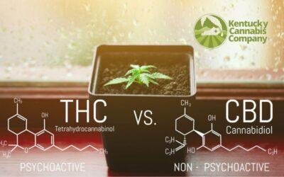 CBD vs THC – IS ONE BETTER? LEARN THE DIFFERENCES