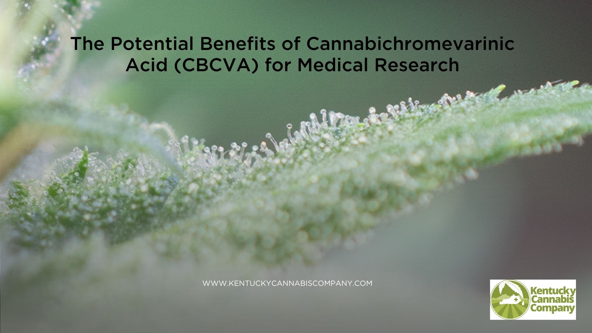 A cannabis leaf covered in trichomes containing Cannabichromevarinic Acid (CBCVA)