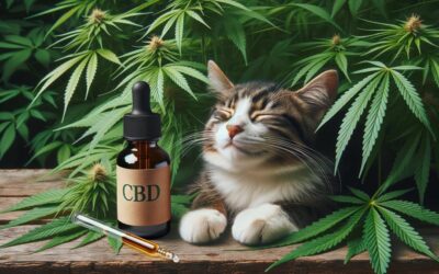 Optimal CBD Oil Dosage for Your Feline