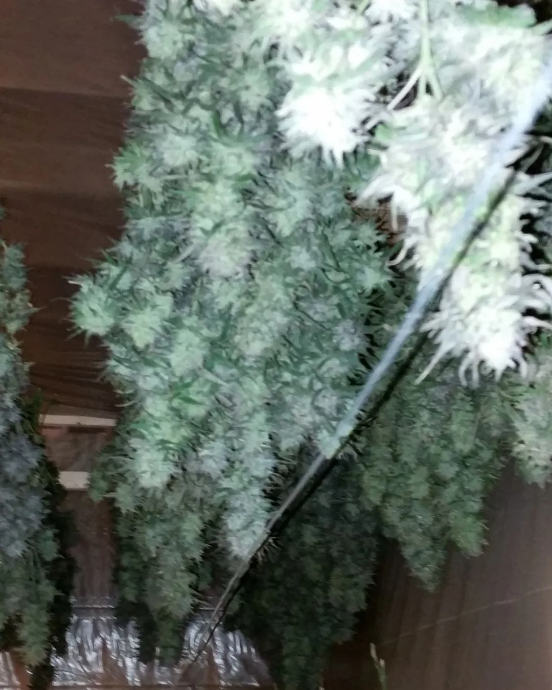 Drying Resin-Rich Flowers - Kentucky Cannabis Company 2014–2015 harvest story