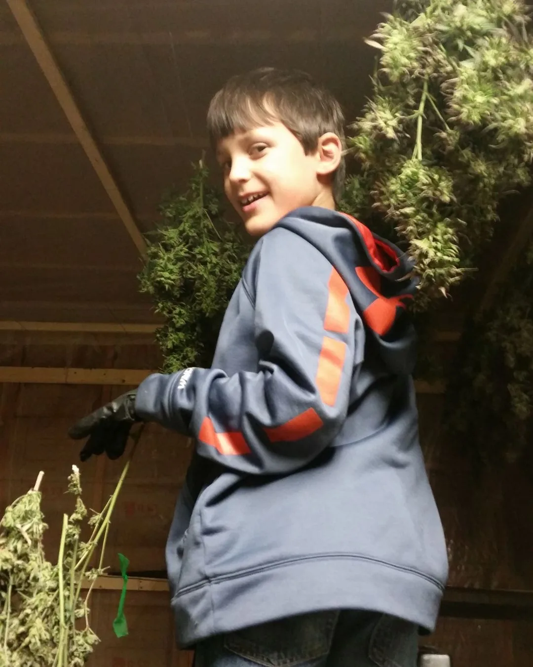 Family and Team Effort - Kentucky Cannabis Company 2014–2015 harvest story