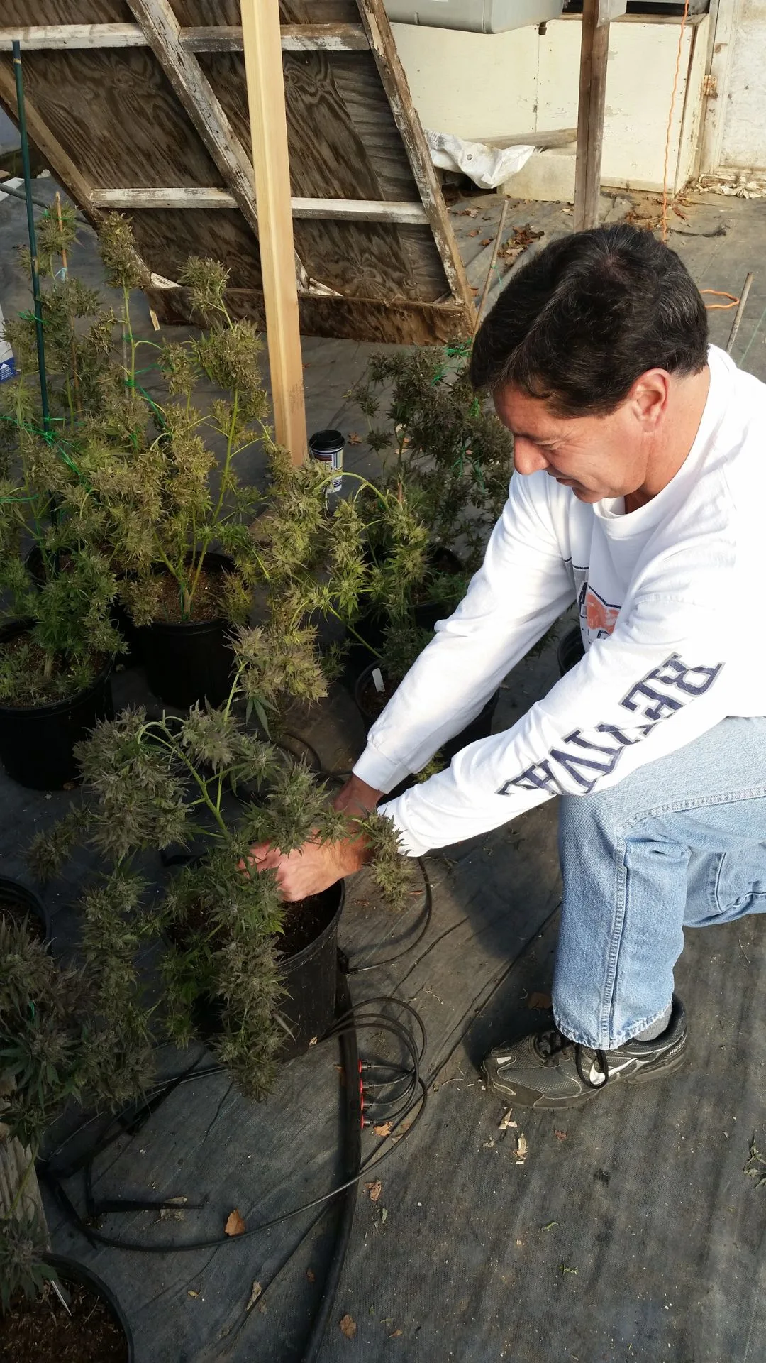 The Ceremonial First Cut - Kentucky Cannabis Company 2014–2015 harvest story