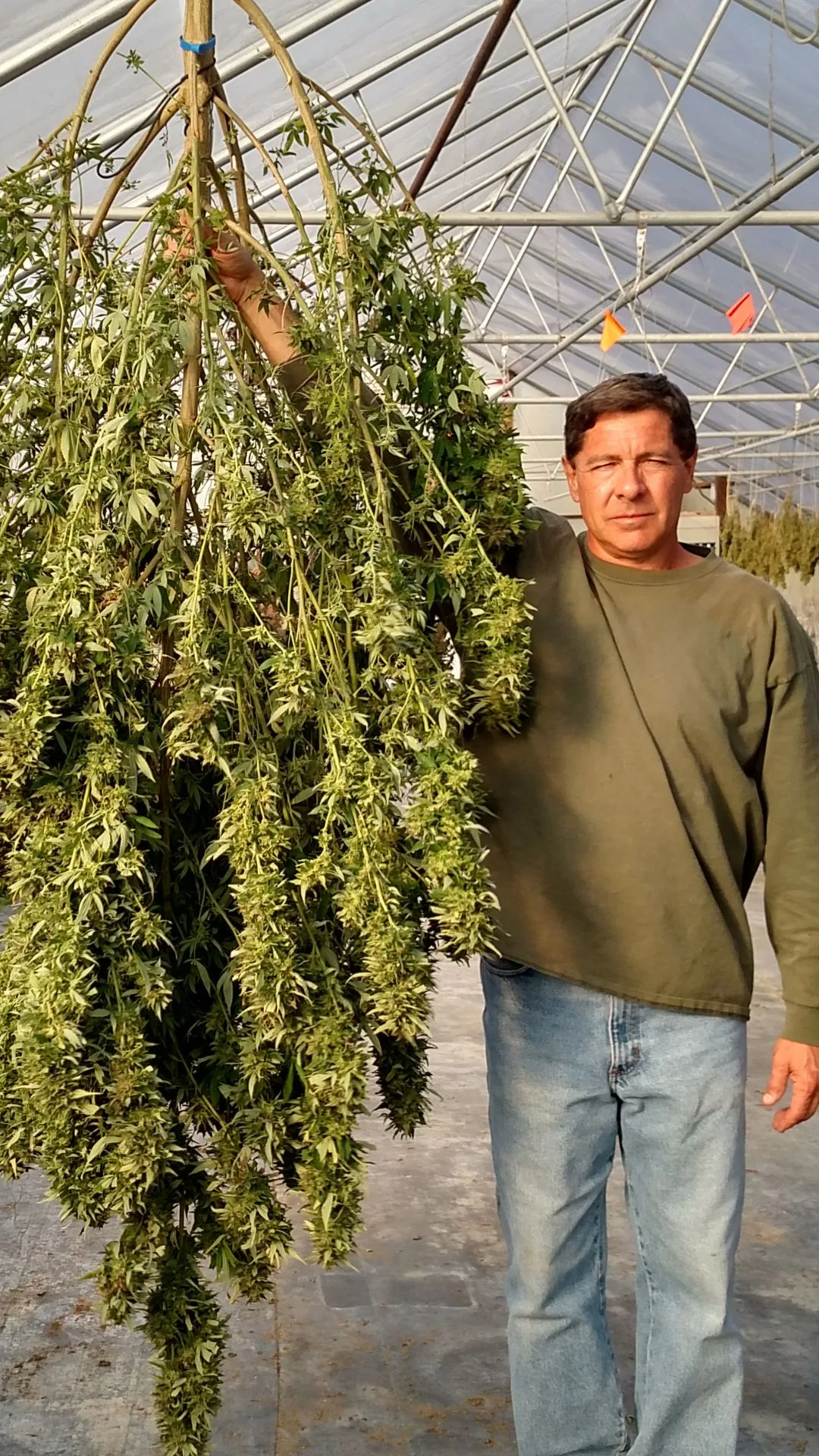 Dave Hendrick holding a harvested hemp plant in Jackson County, Kentucky, in 2014.