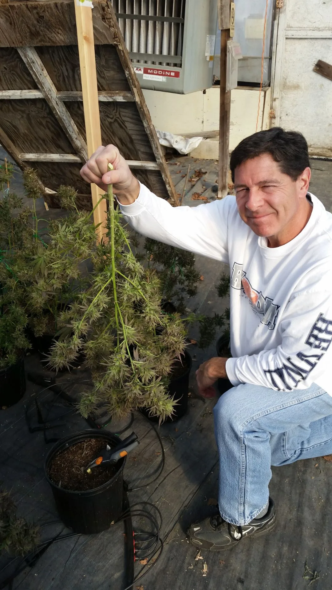 Freshly Harvested and Headed to Drying - Kentucky Cannabis Company 2014–2015 harvest story