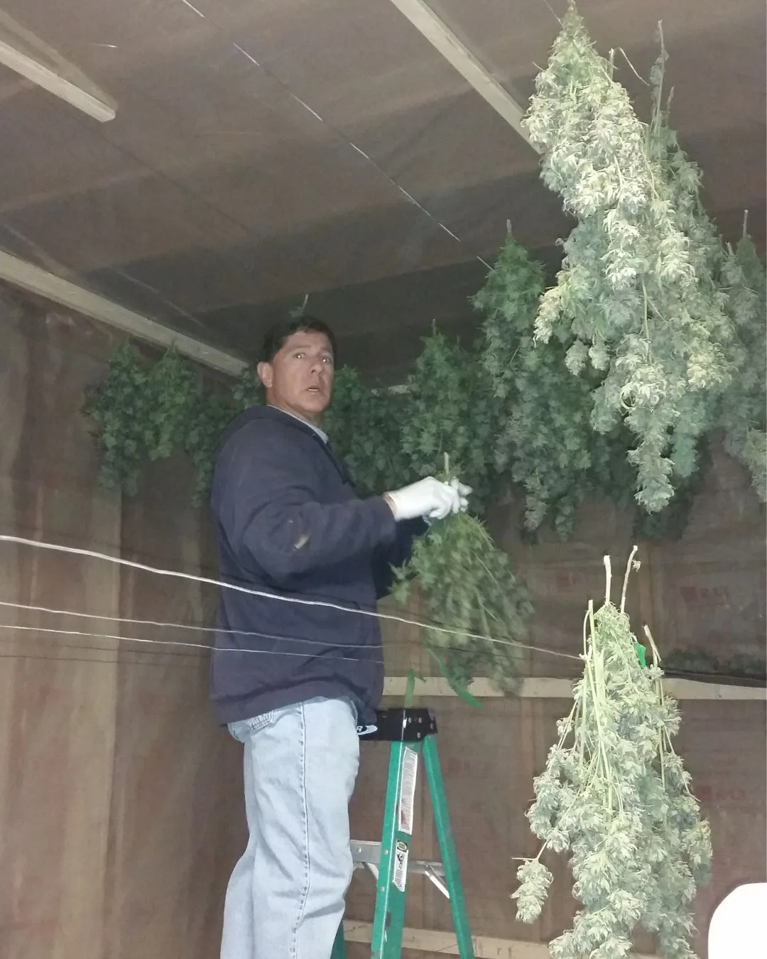 Drying Room Operations Begin - Kentucky Cannabis Company 2014–2015 harvest story