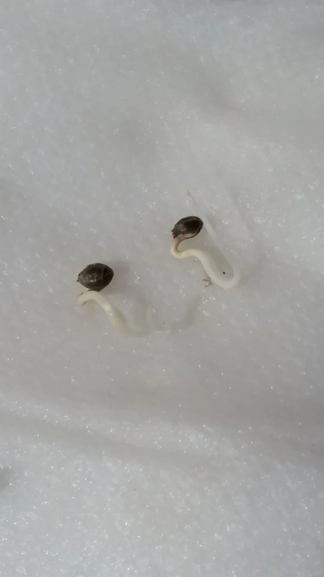 Controlled Cross-Pollination and Feminized Seed Development - Kentucky Cannabis Company