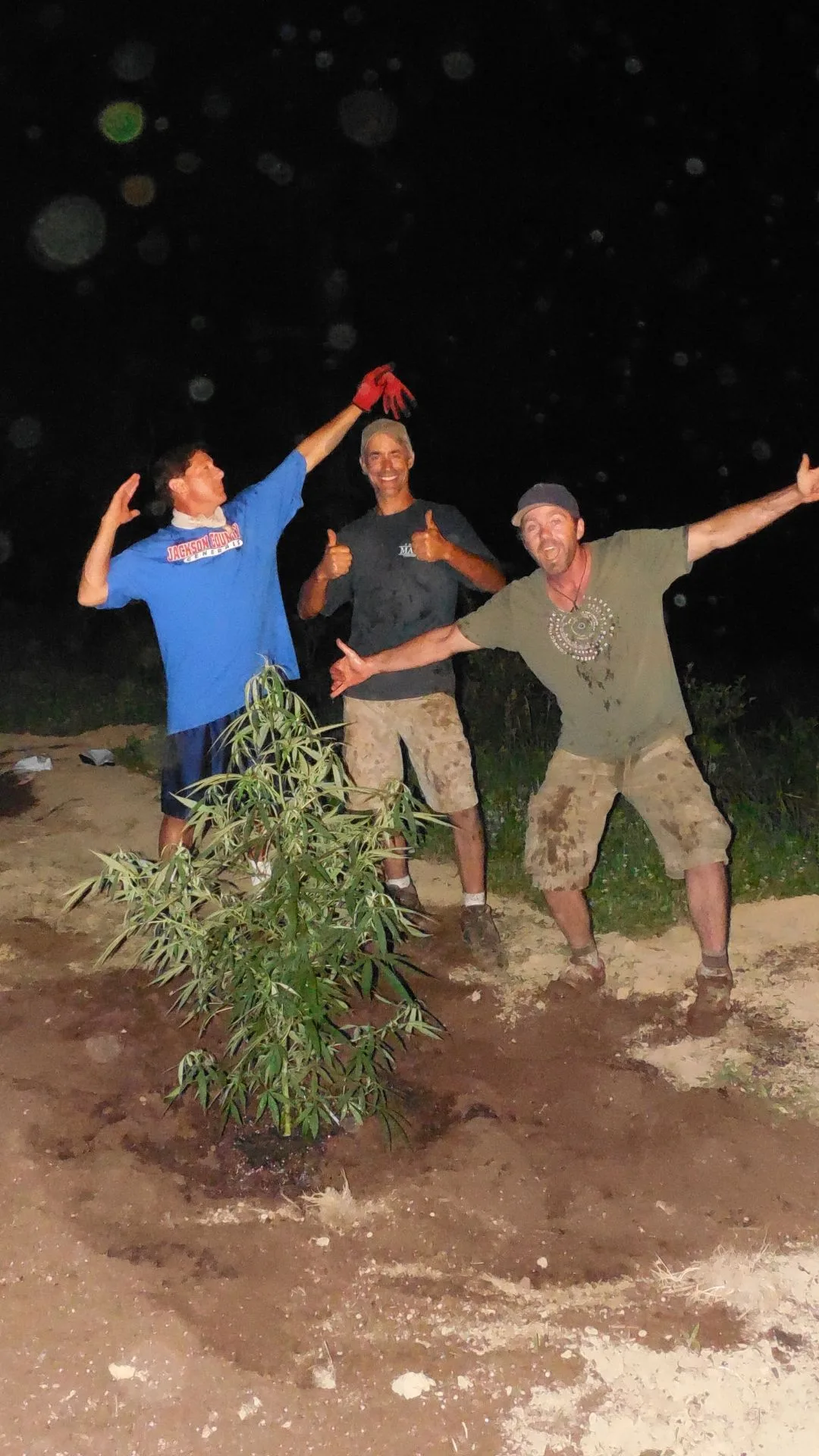 Bill Polyniak, Lance Polyniak, and Dave Hendrick planting an early high-CBD hemp mother plant outdoors in Kentucky in 2014.