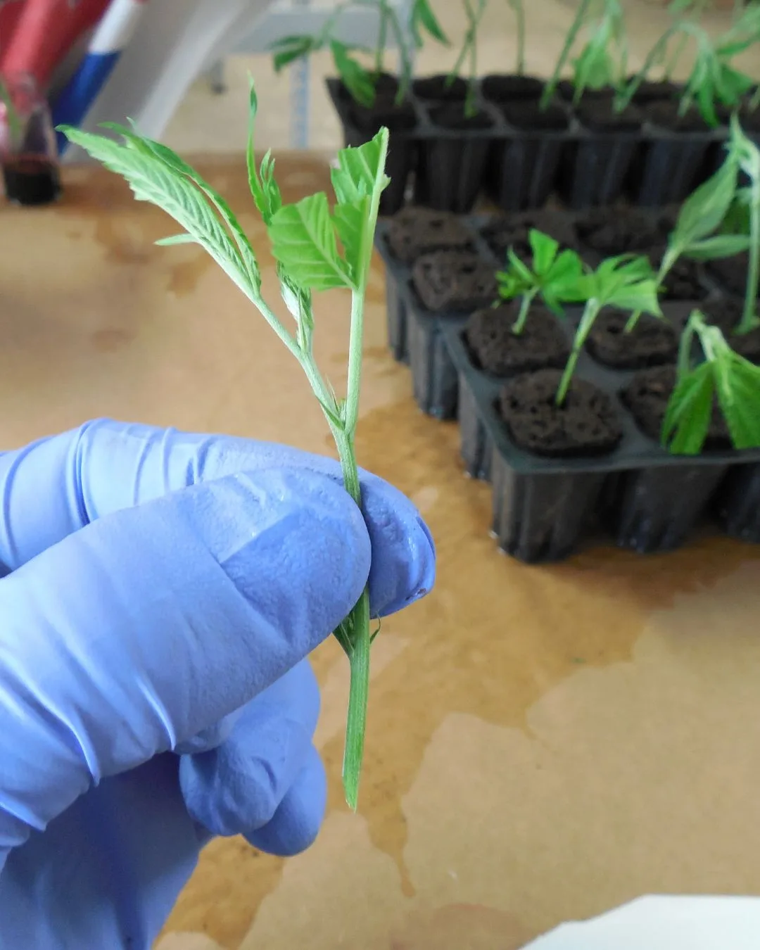 Close-up of a freshly cut hemp clone prepared for propagation in Kentucky.