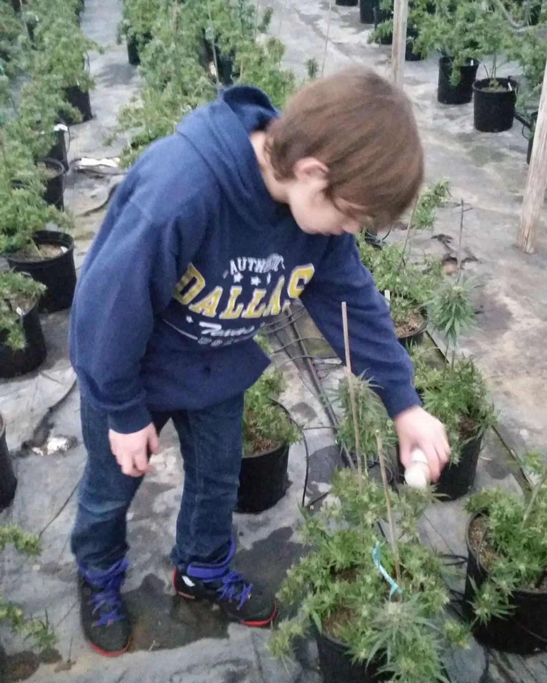 Protecting the Plants Naturally - Kentucky Cannabis Company 2014–2015 harvest story