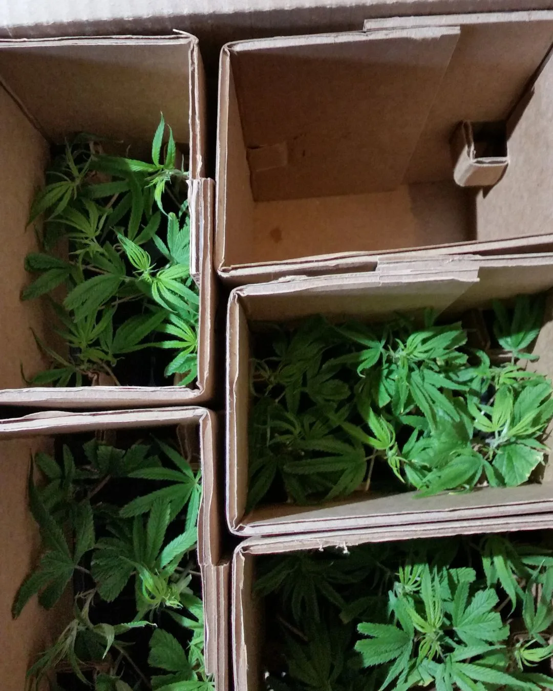 Interior of a custom shipping box designed to transport hemp clones safely.