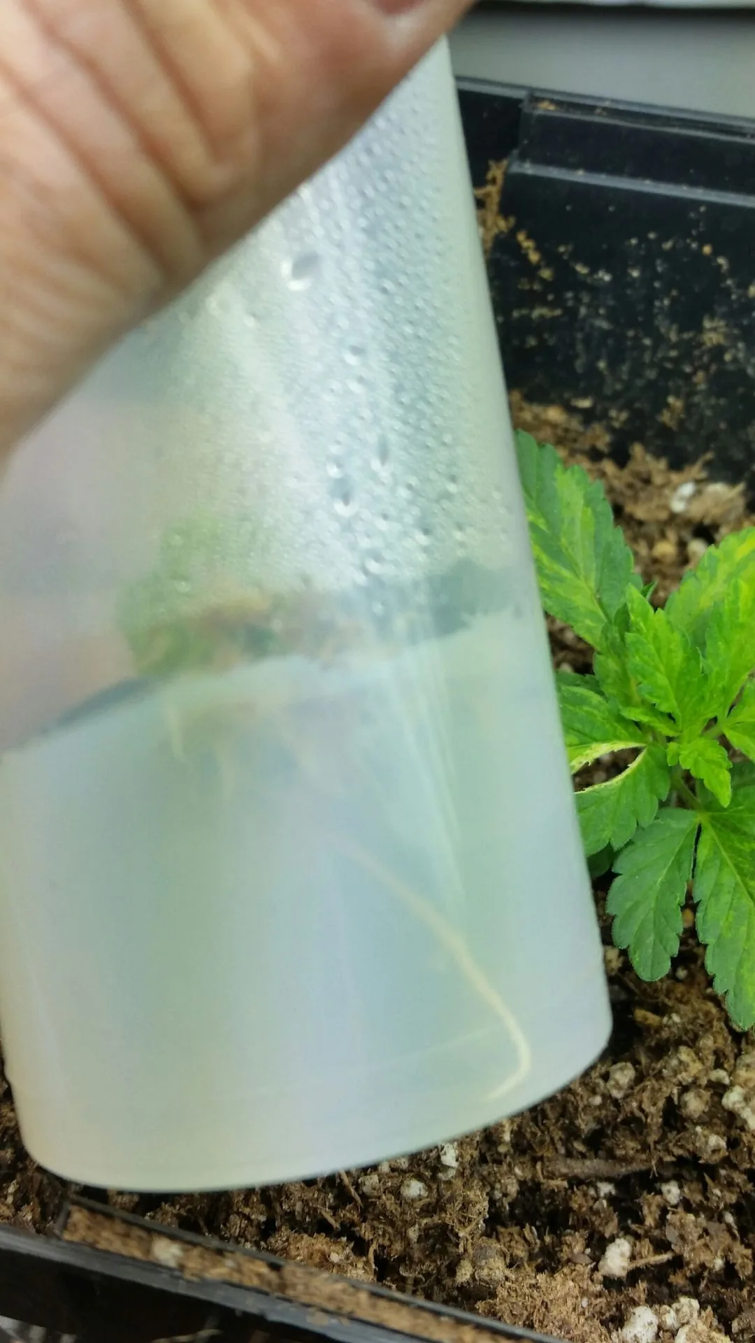 Tissue Culture and Controlled Replication - Kentucky Cannabis Company