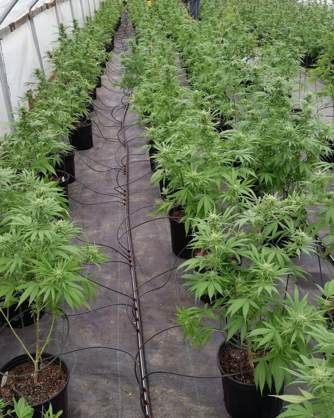 Hemp plants unloaded into the Lexington greenhouse in Kentucky