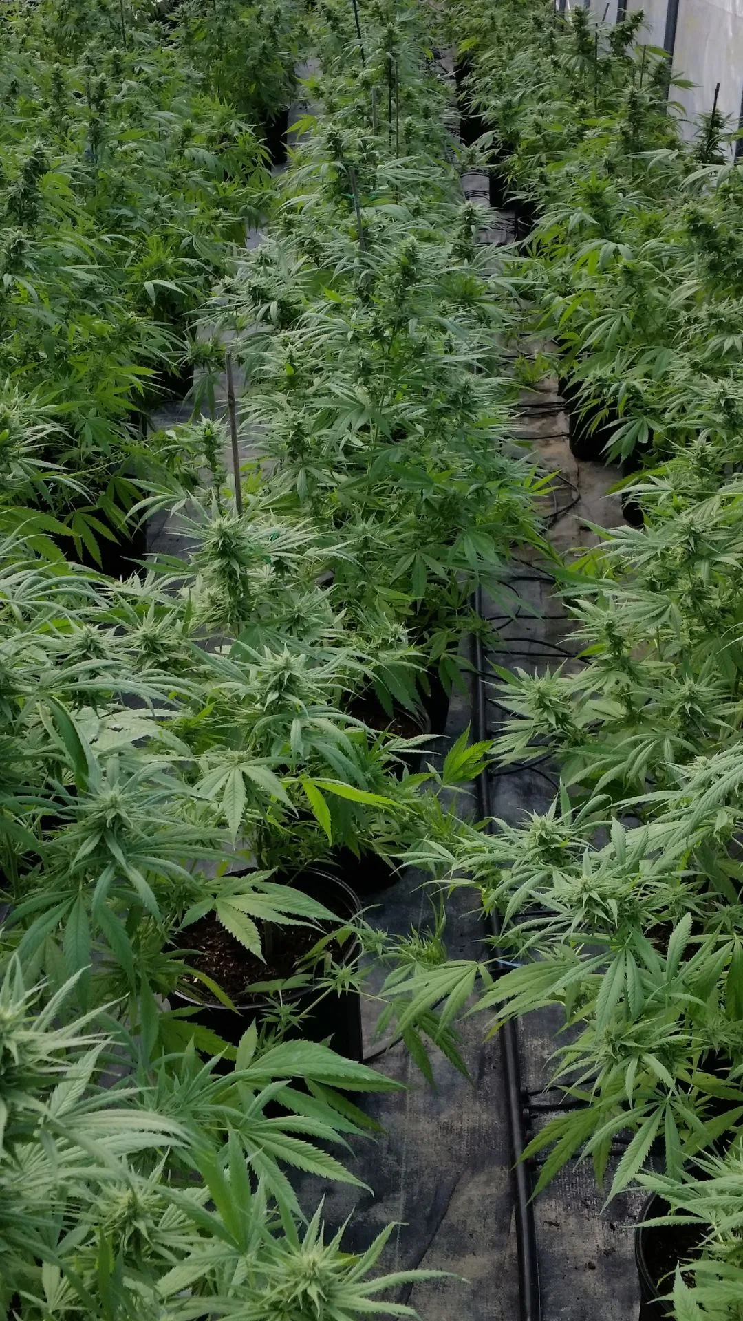 Hemp plants arriving at Military Pike in Lexington, Kentucky, in 2014.