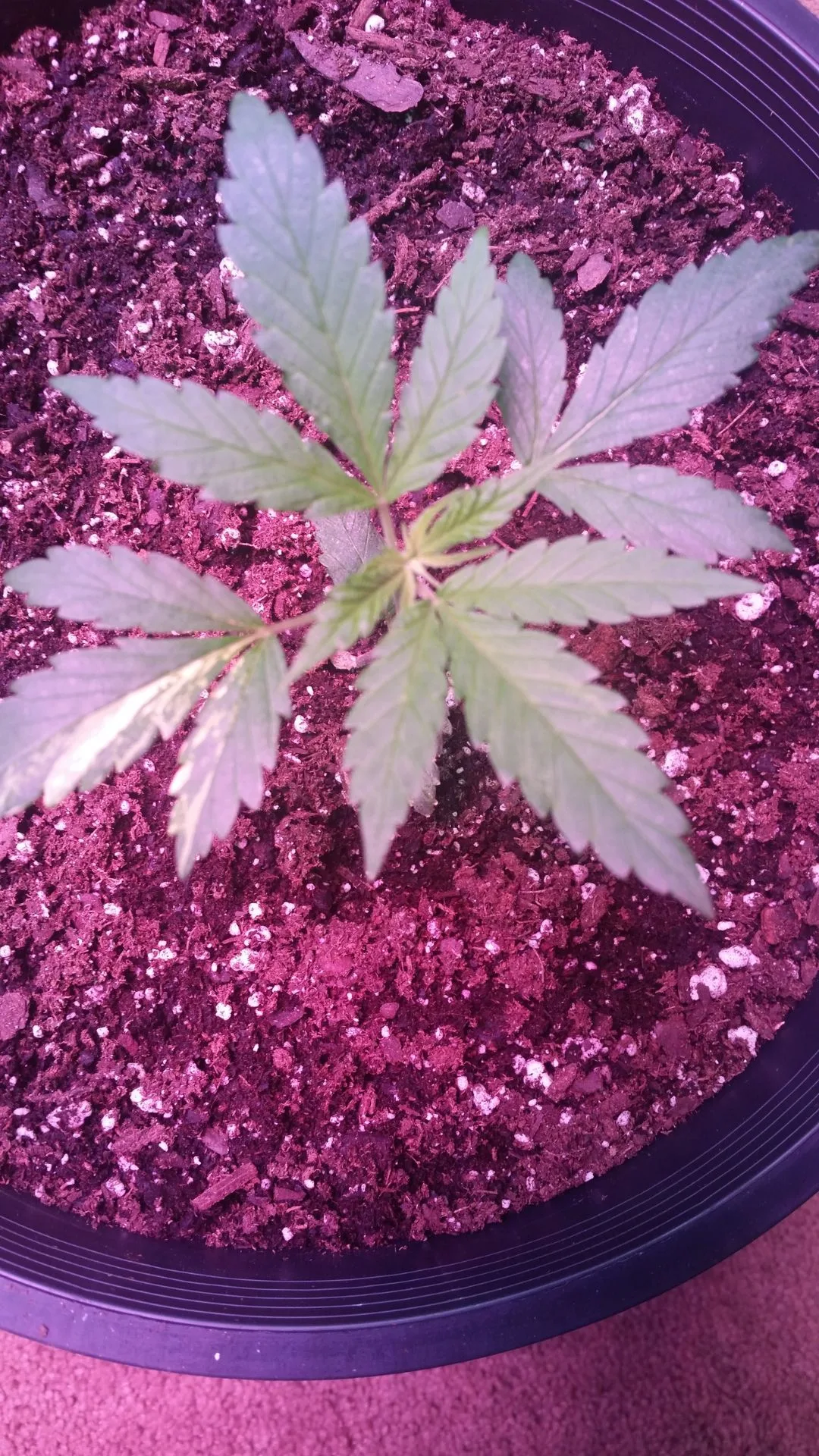 Establishing Plant Structure and Growth Stability - Kentucky Cannabis Company