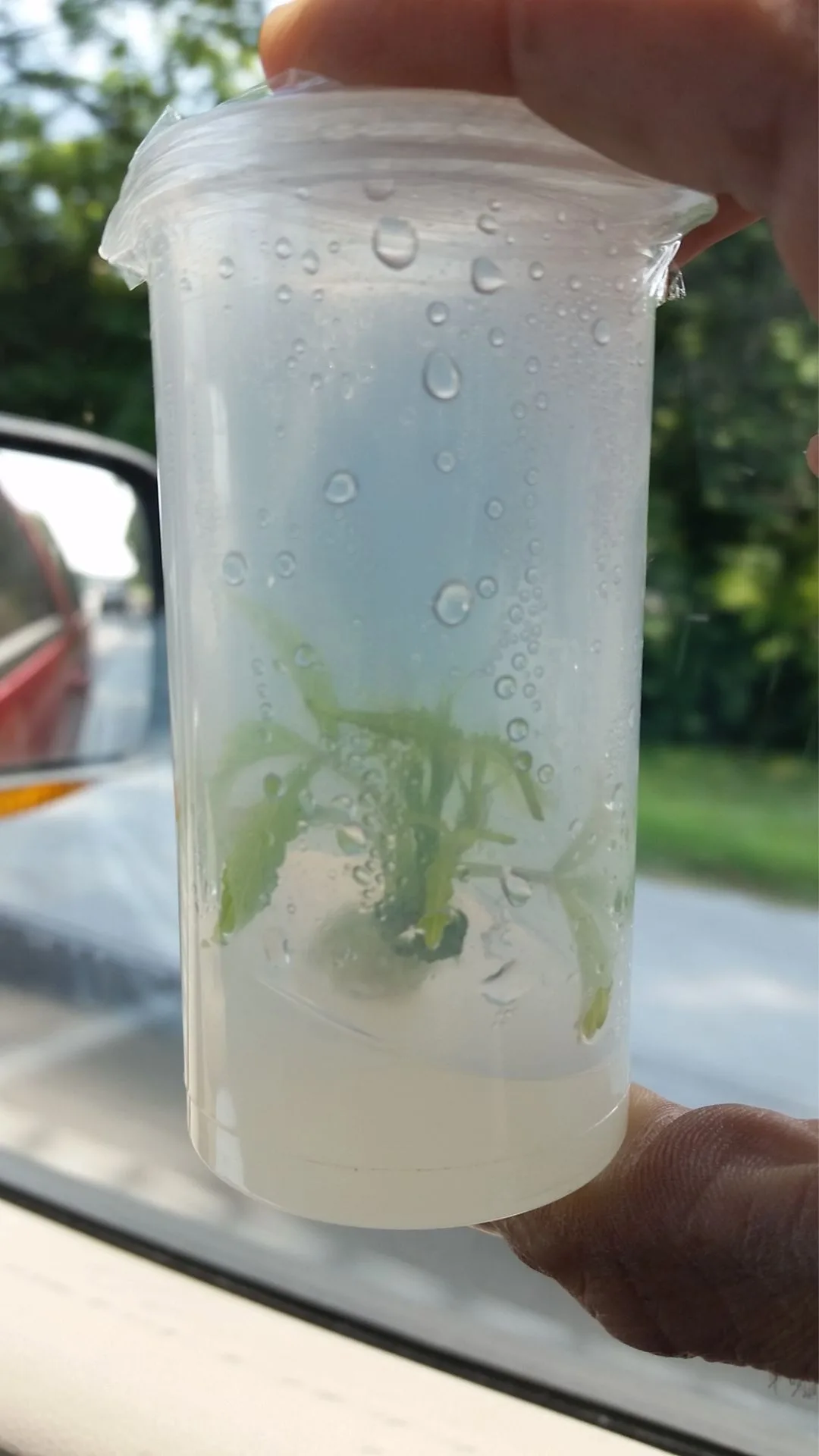 Transporting and Preserving Valuable Genetics - Kentucky Cannabis Company