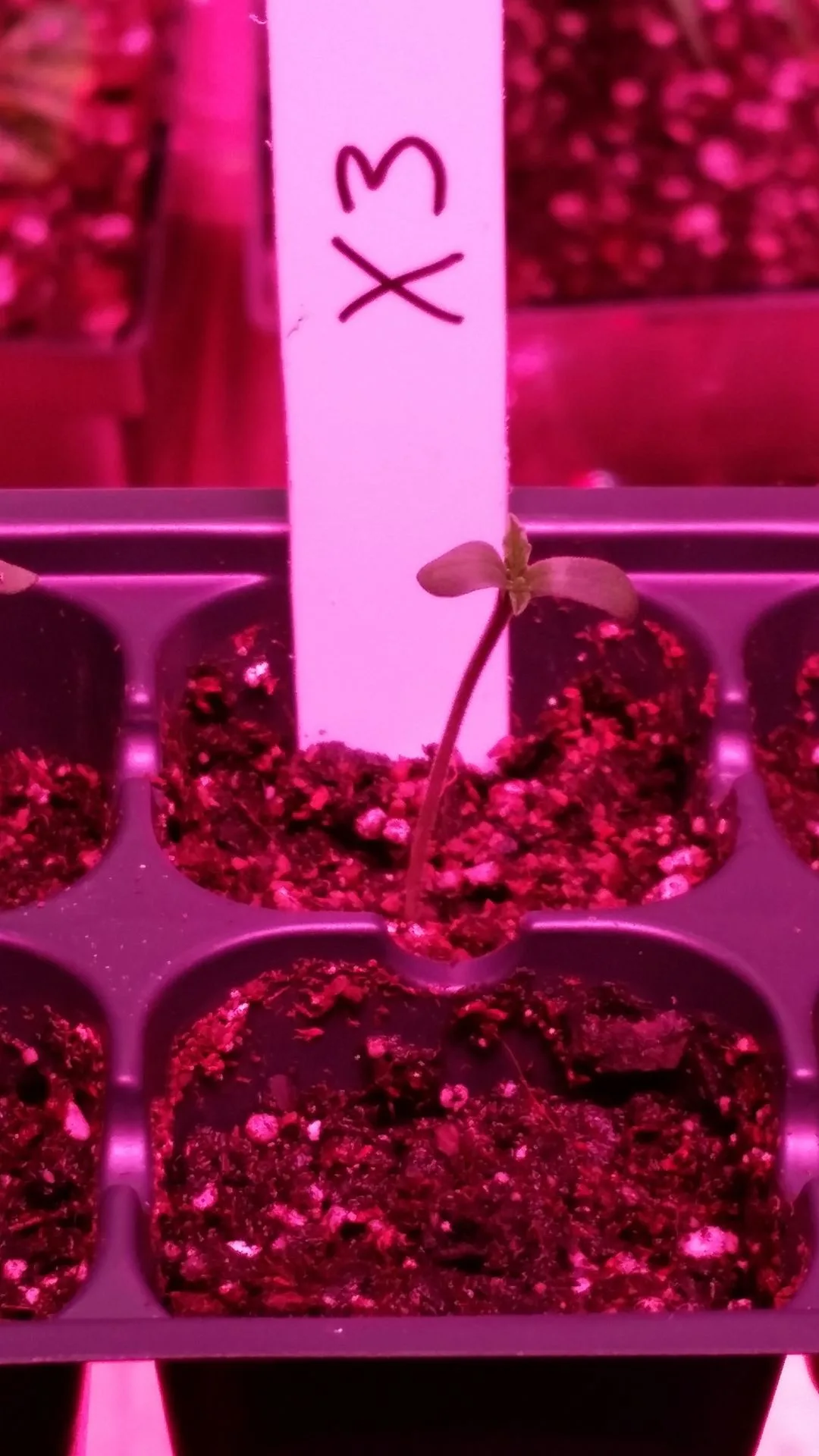 Seedling Development Under Controlled Conditions - Kentucky Cannabis Company