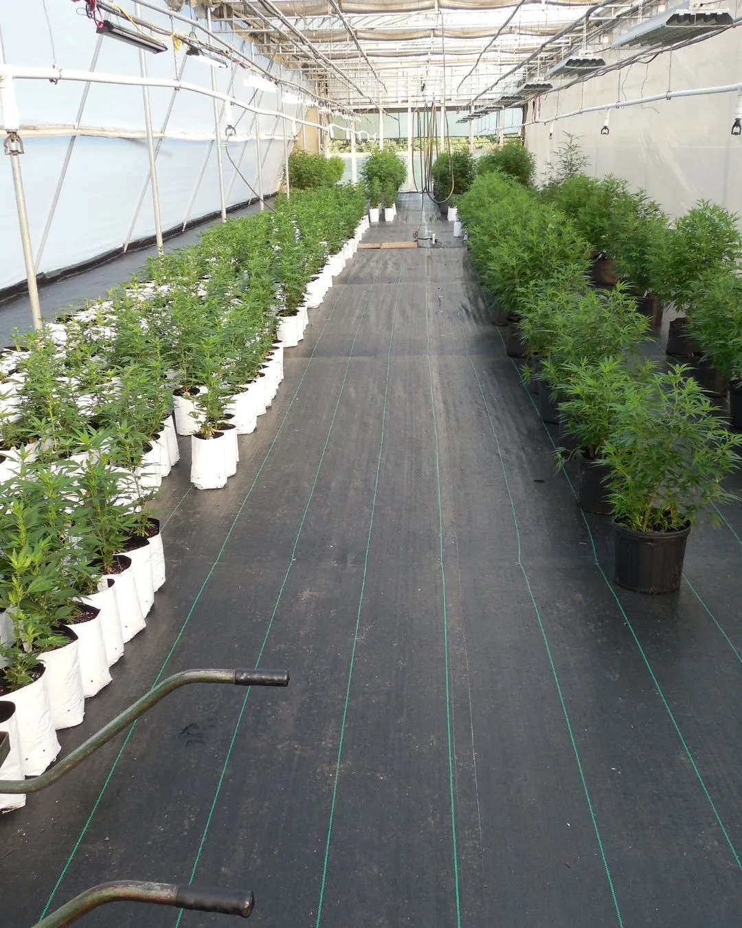 Greenhouse image showing contrasting hemp plant structures in Jackson County, Kentucky, in 2014.