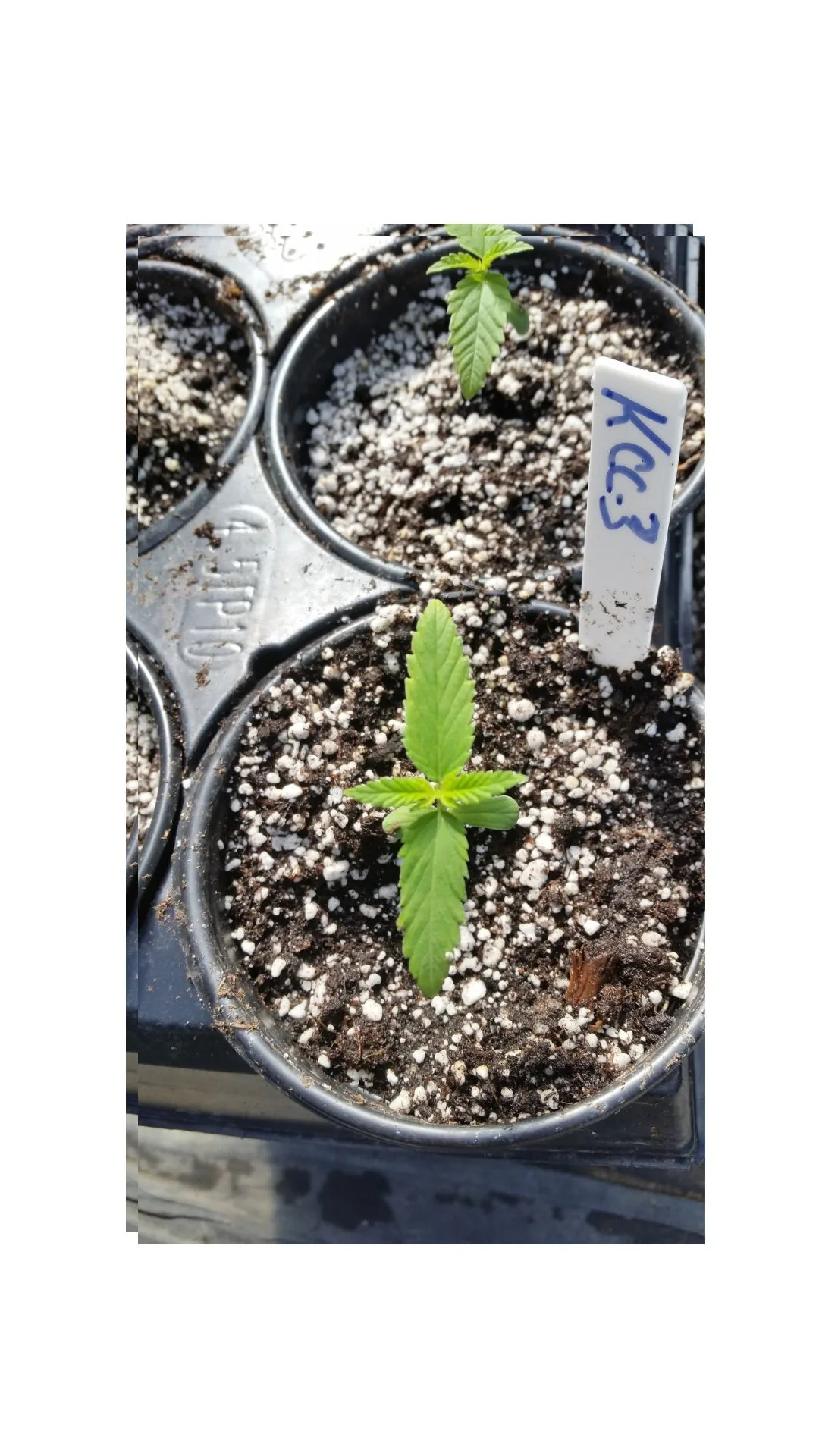 Developing Early High-CBD Cultivars - Kentucky Cannabis Company