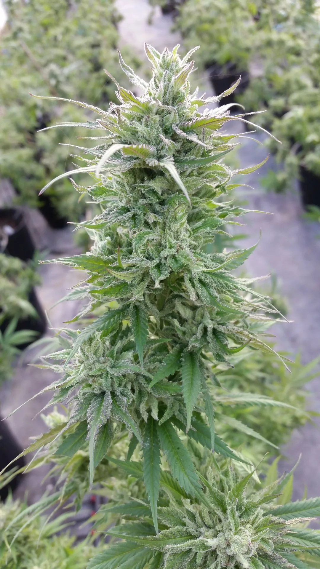 Ready for Harvest - Kentucky Cannabis Company 2014–2015 harvest story