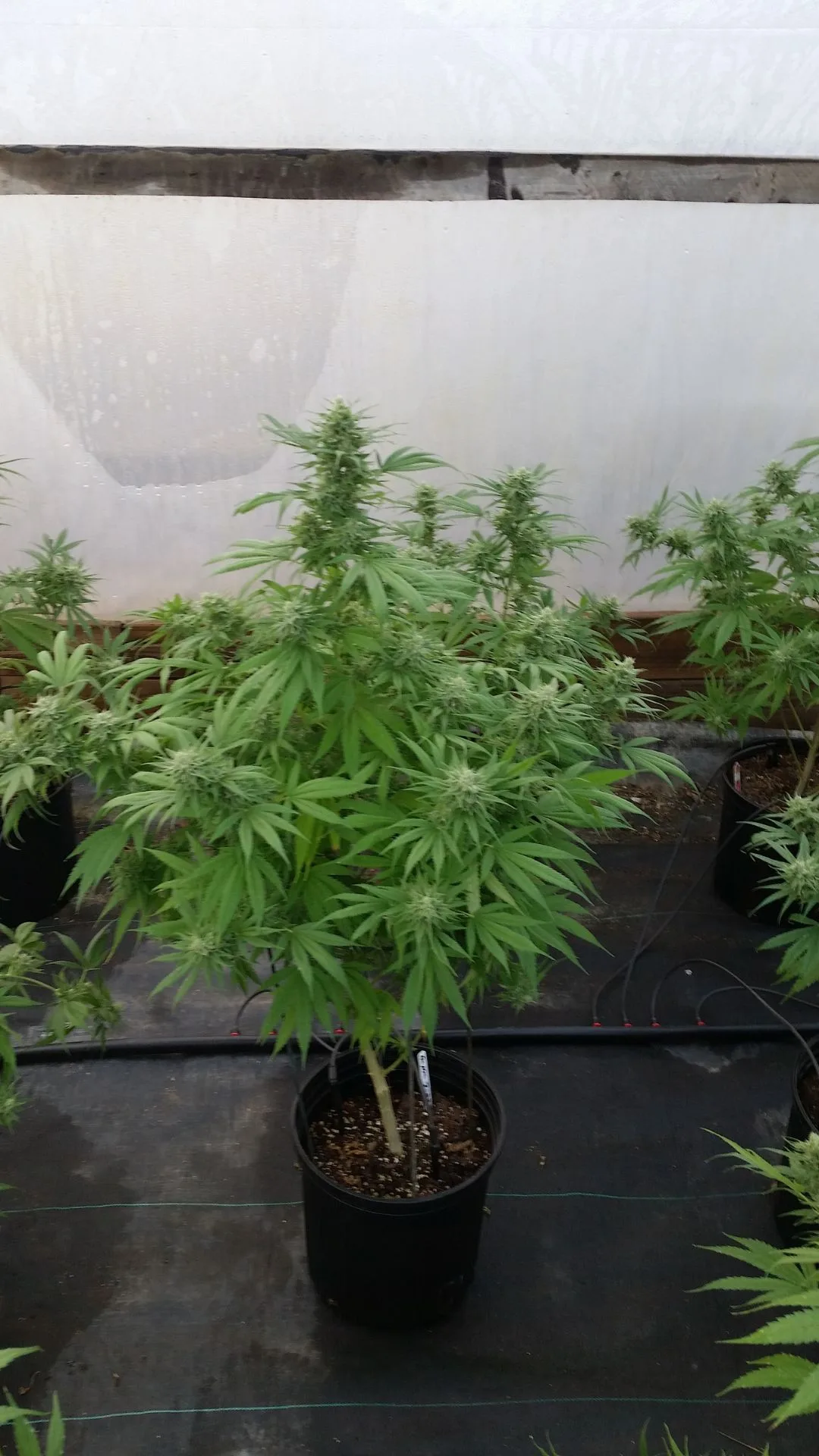 Late Flowering in Winter 2014–2015 - Kentucky Cannabis Company 2014–2015 harvest story
