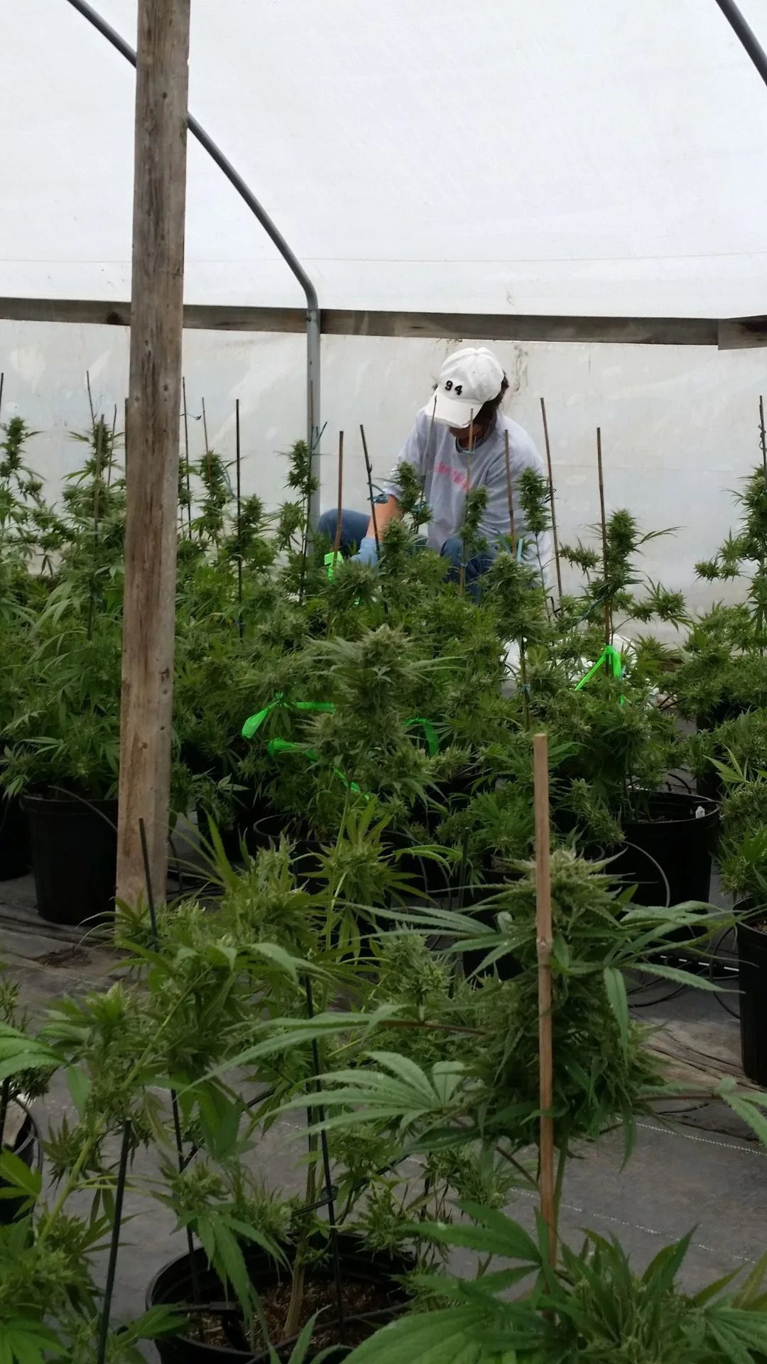 Preparing the Crop - Kentucky Cannabis Company 2014–2015 harvest story
