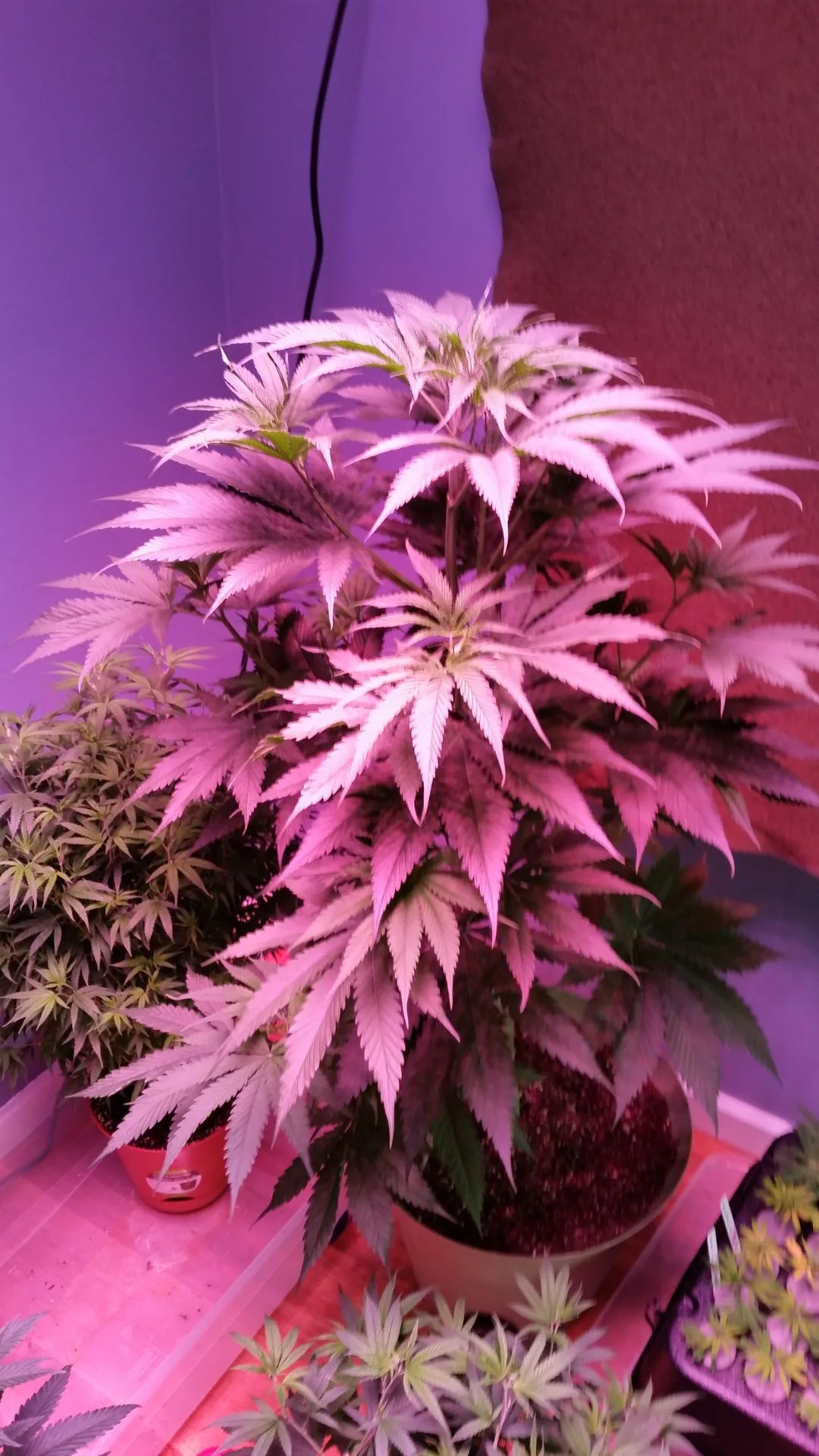 Sourcing and Evaluating Diverse Hemp Varieties - Kentucky Cannabis Company