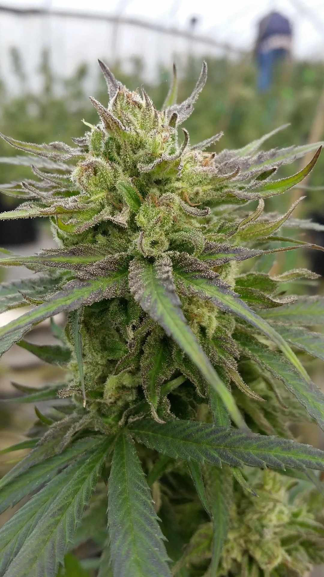 Resin, Trichomes, and Purple Coloration - Kentucky Cannabis Company 2014–2015 harvest story