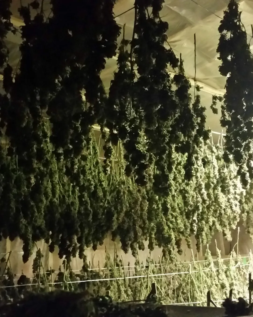 Inside the Drying Room - Kentucky Cannabis Company 2014–2015 harvest story