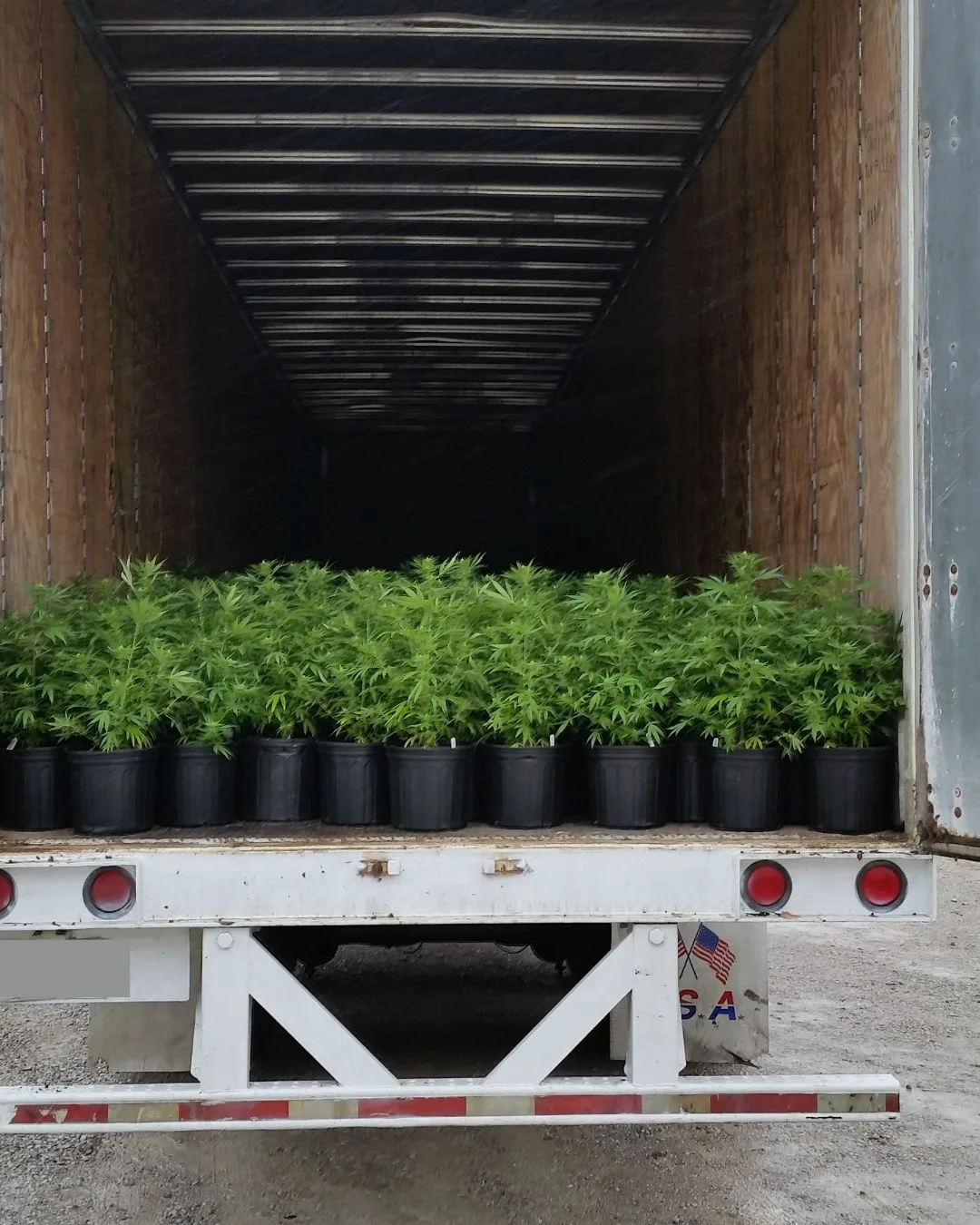 A semi trailer loaded with hemp plants during transport in Kentucky in 2014.