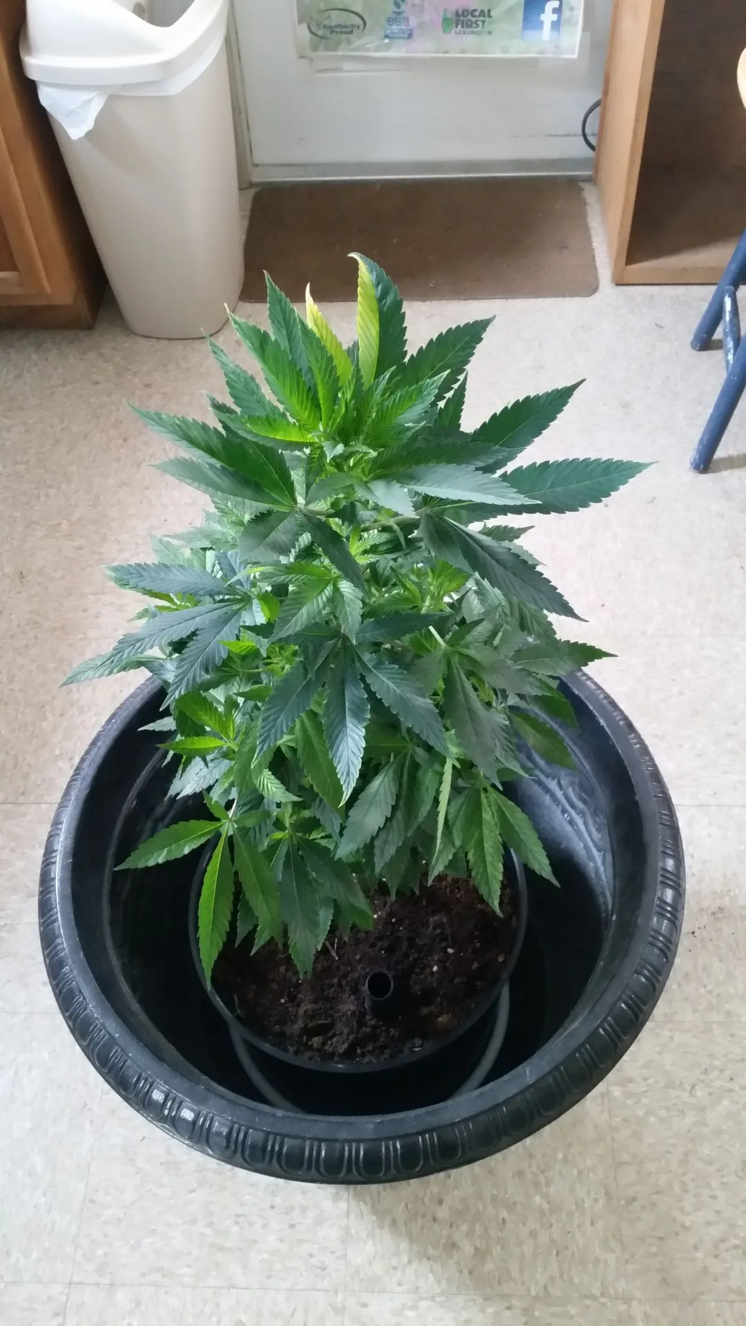 Identifying Traits Through Early Growth Observation - Kentucky Cannabis Company