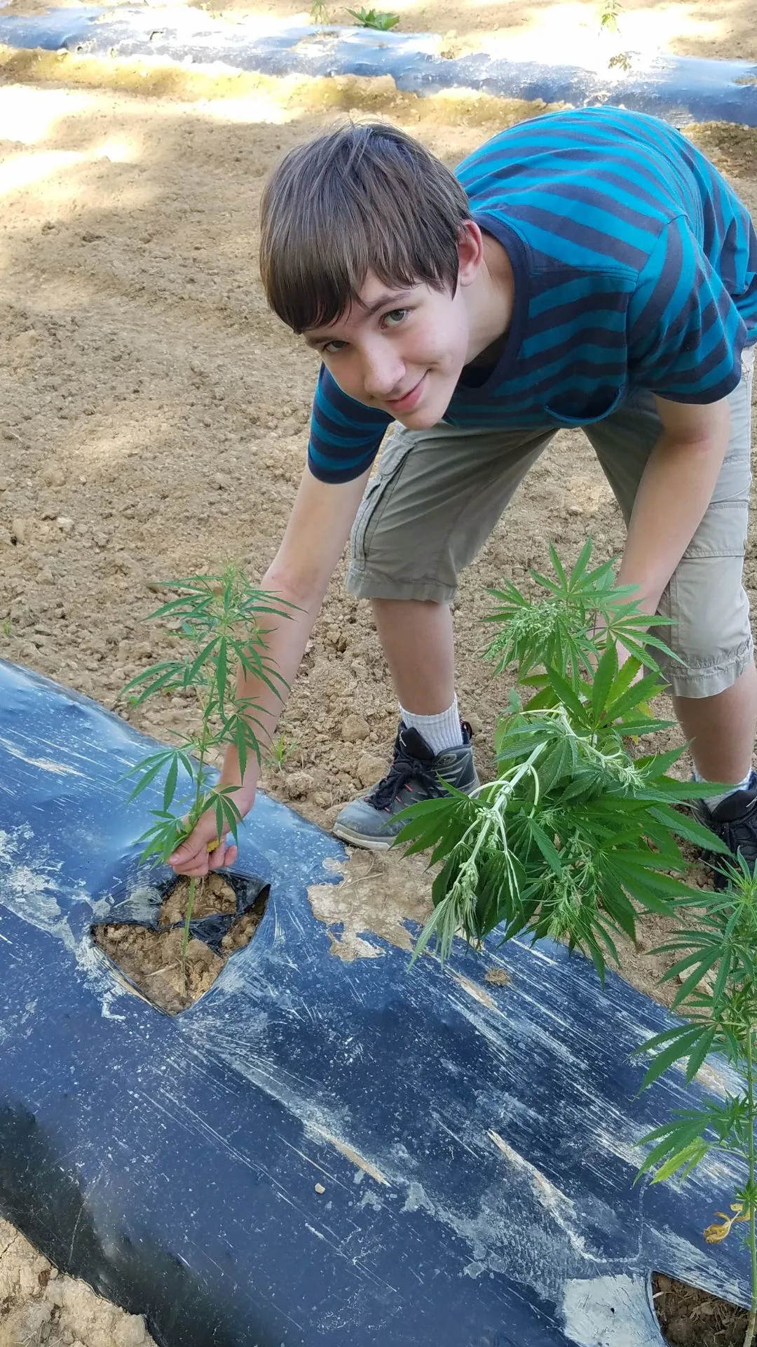 A 2016 photograph of Gunner Polyniak pulling undesired male cannabis plants in the Mercer County field, providing visual proof of a family-run Type III hemp operation.