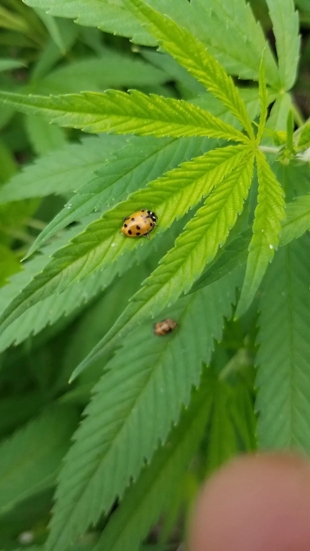 A 2016 macro photo of a newly hatched adult convergent ladybug and its pupa casing, used in the Kentucky Cannabis Company's biological integrated pest management program inside a Type III hemp greenhouse.