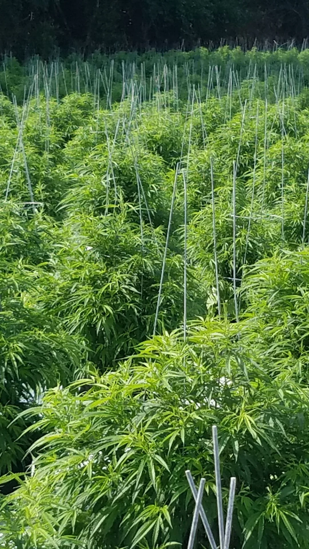 A July 10, 2016 photograph from the Kentucky Cannabis Company greenhouse, showing the same patch of Type III female cannabis plants filling out with visible robust growth since July 7.