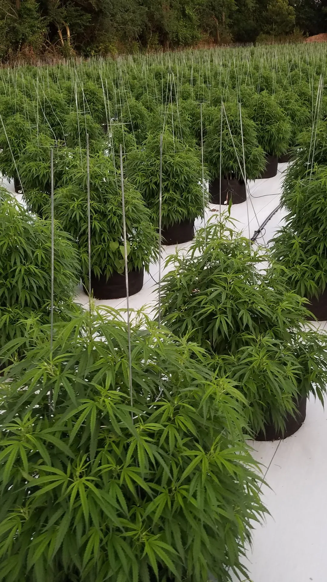 A July 7, 2016 photograph from the Kentucky Cannabis Company greenhouse, showing rows of Type III female cannabis plants in a mums pad growth habit, robust and filling out, preparing for the natural fall bloom phase in Fayette County, Kentucky.