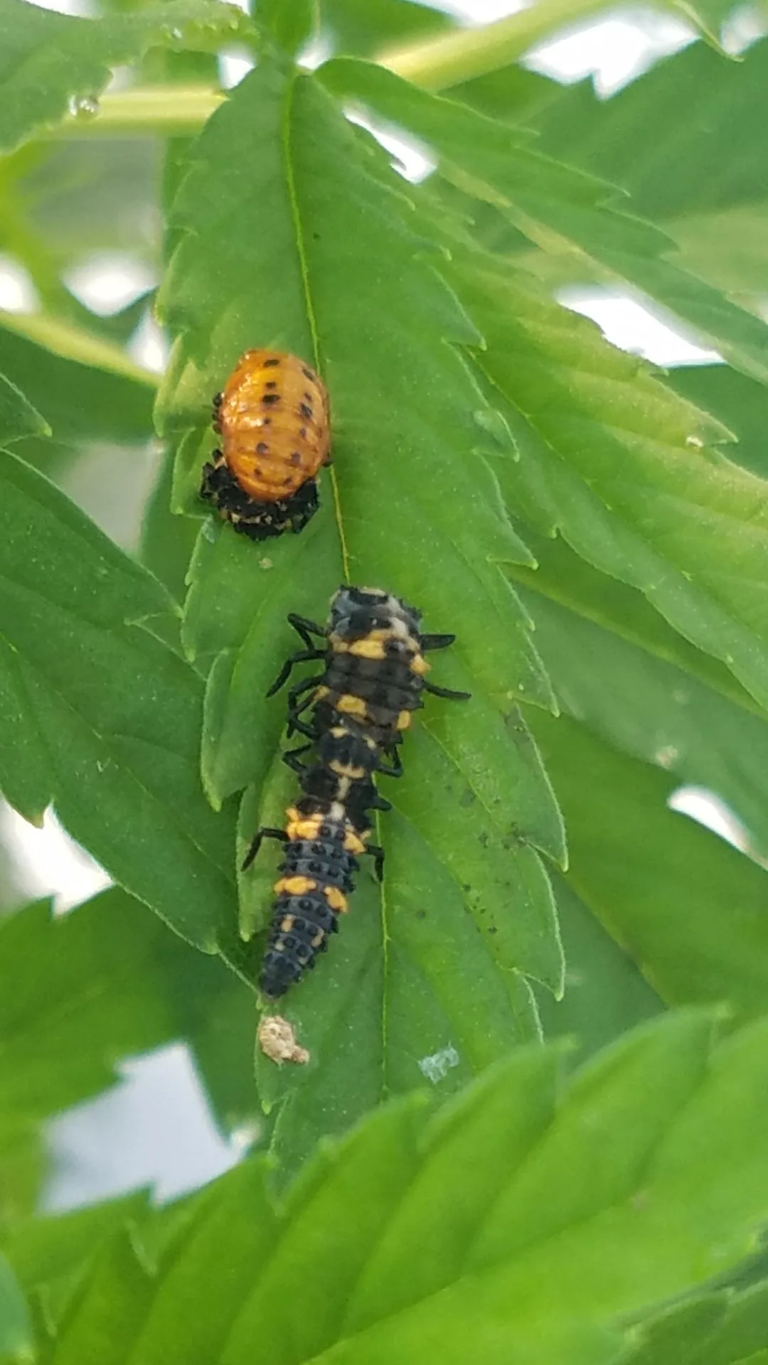 A 2016 close-up photograph from the Kentucky Cannabis Company greenhouse, showing a ladybug pupa with larva inside, and two other larvae below preparing for metamorphosis, used as biological IPM on Type III hemp.