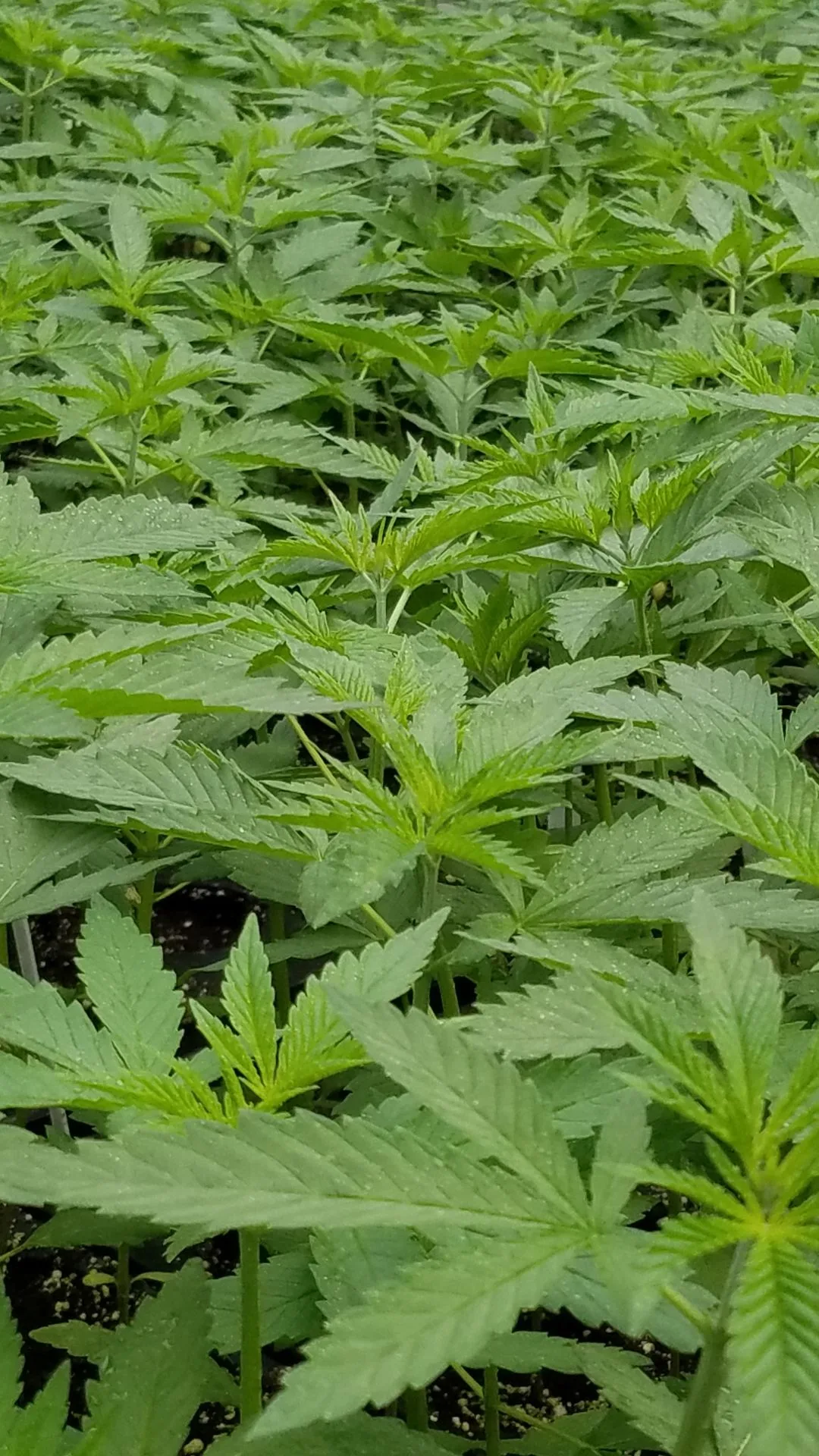 A 2016 photograph of thousands of newly cut Type III cannabis clones, lightly misted and ready to root inside the warm, humid greenhouse at Kentucky Cannabis Company, documenting mass-scale genetic standardization.