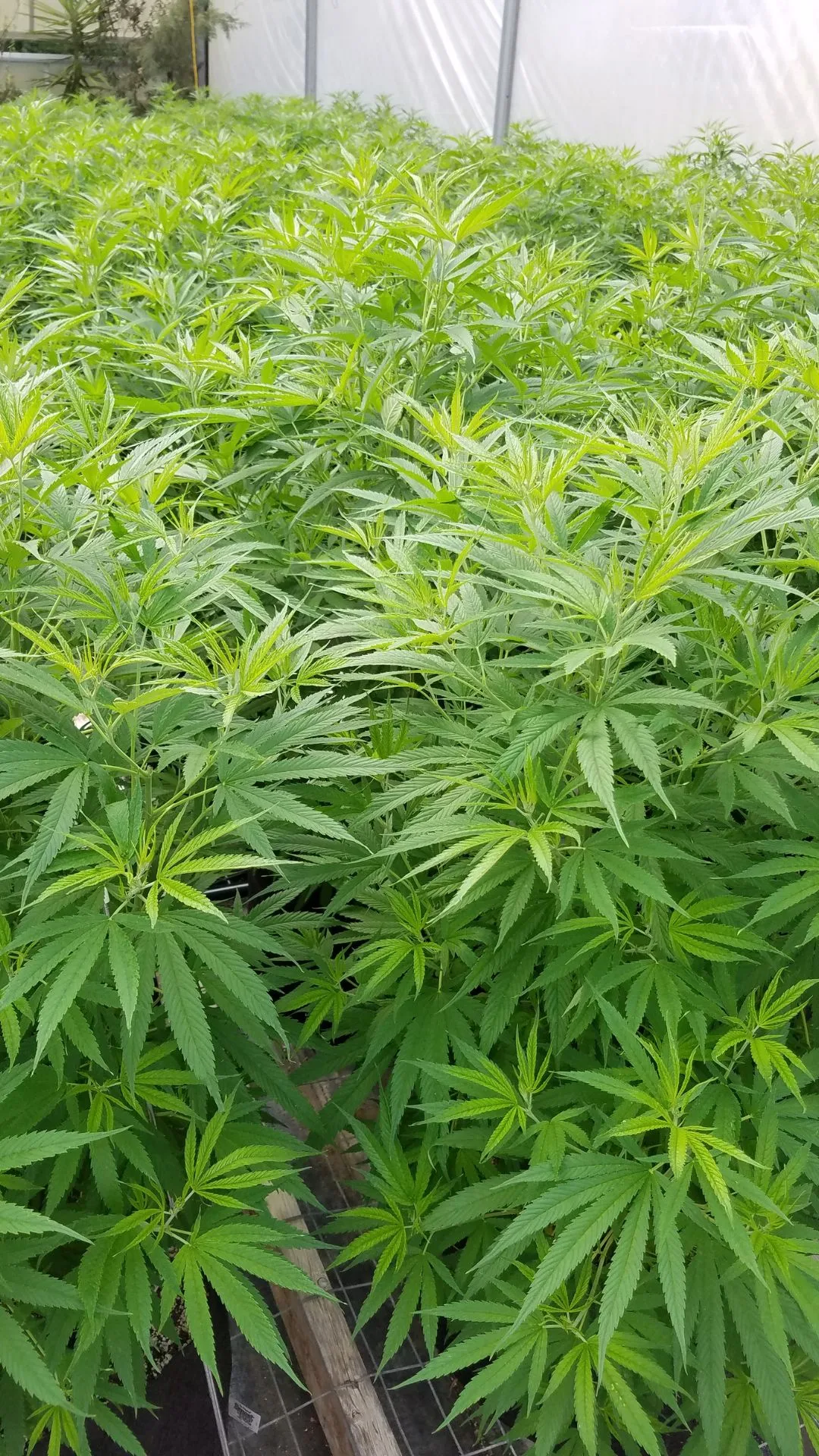 2016 photo of thick, lush Type III hemp mother plants inside the Kentucky Cannabis Company greenhouse, ready for cloning and genetic standardization.
