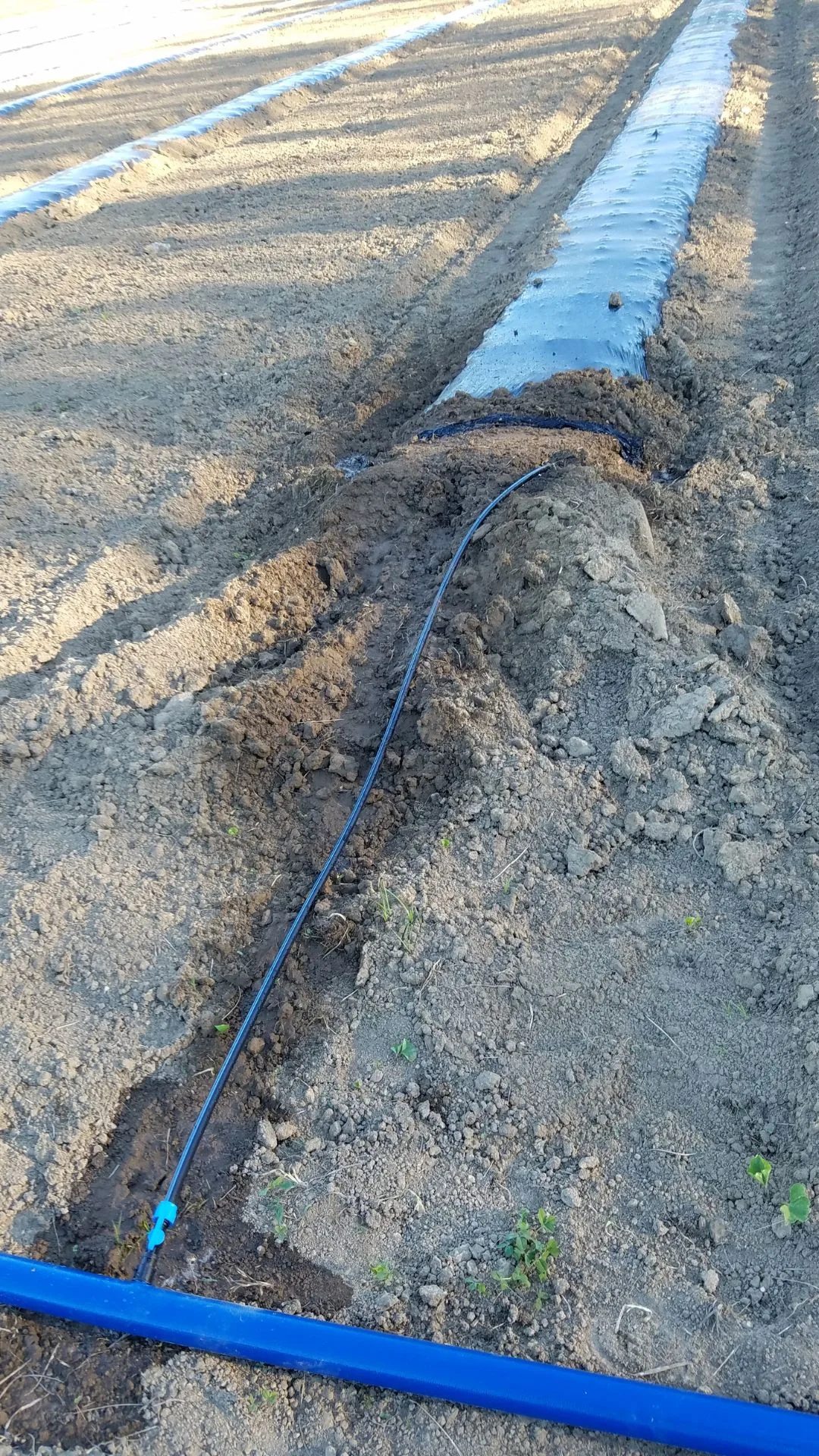 A 2016 close-up photograph from the Kentucky Cannabis Company field, showing Toro drip tape running under biodegradable mulch to provide precision irrigation for Type III hemp in Mercer County.