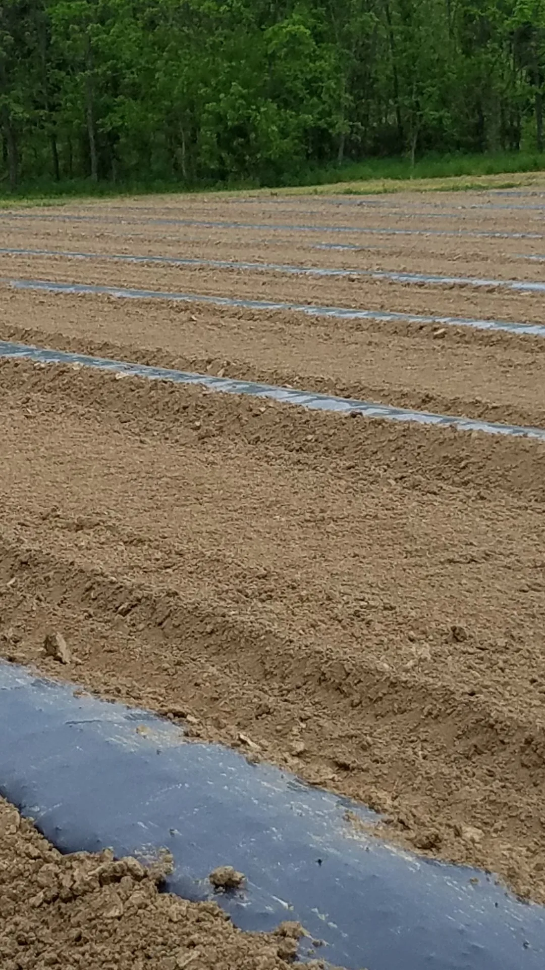 A 2016 photograph showing rows of biodegradable plastic mulch ready for planting at the Kentucky Cannabis Company's field in Mercer County, documenting our multi-county expansion into Fayette and Mercer.