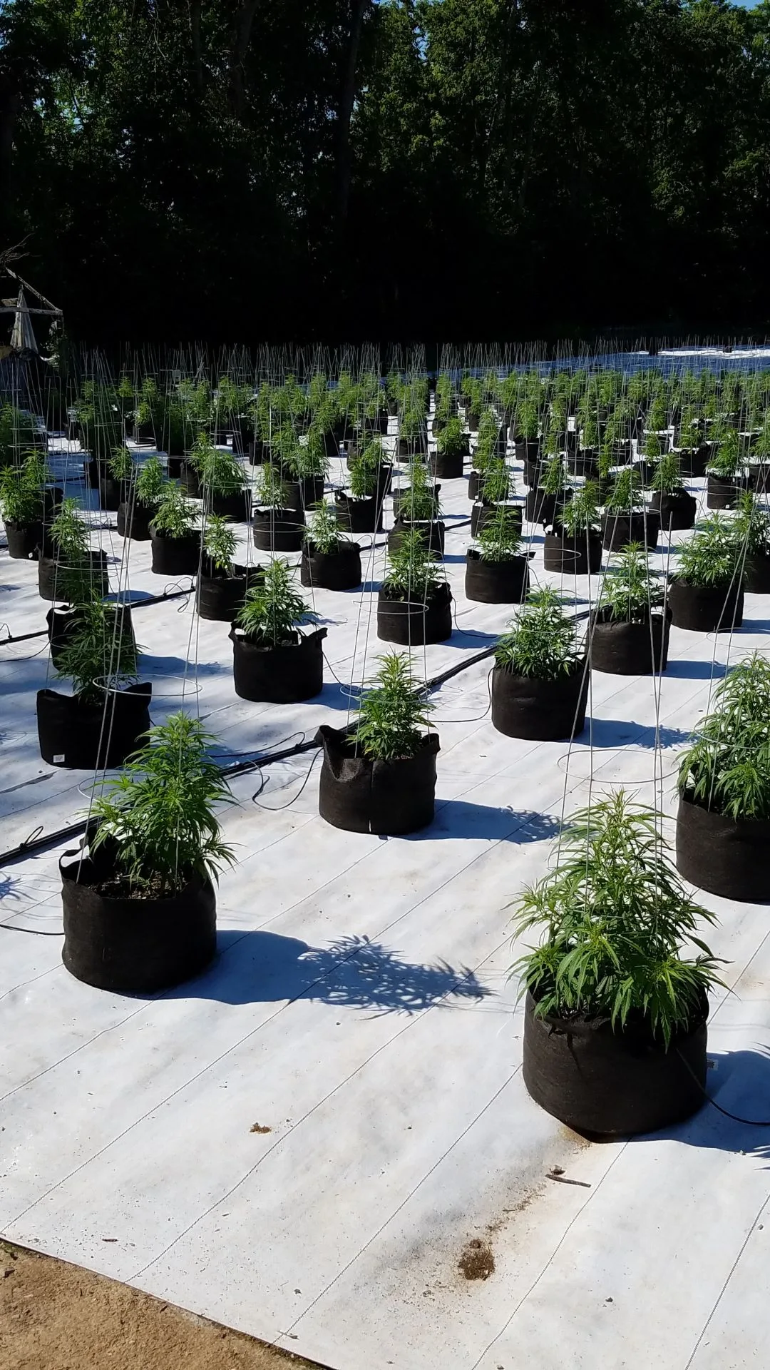 A 2016 photograph showing hundreds of Type III female cannabis plants growing in a specialized mums pad style with precision drip irrigation inside the Kentucky Cannabis Company greenhouse facility on Military Pike, Lexington, Fayette County.