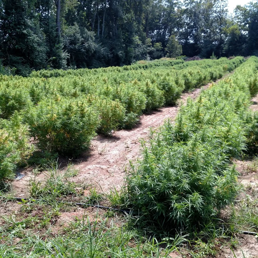 An August 2017 photograph from the Kentucky Cannabis Company field in Mercer County showing KCC 10 Type III hemp with visible structural changes and early floral development as bloom begins.