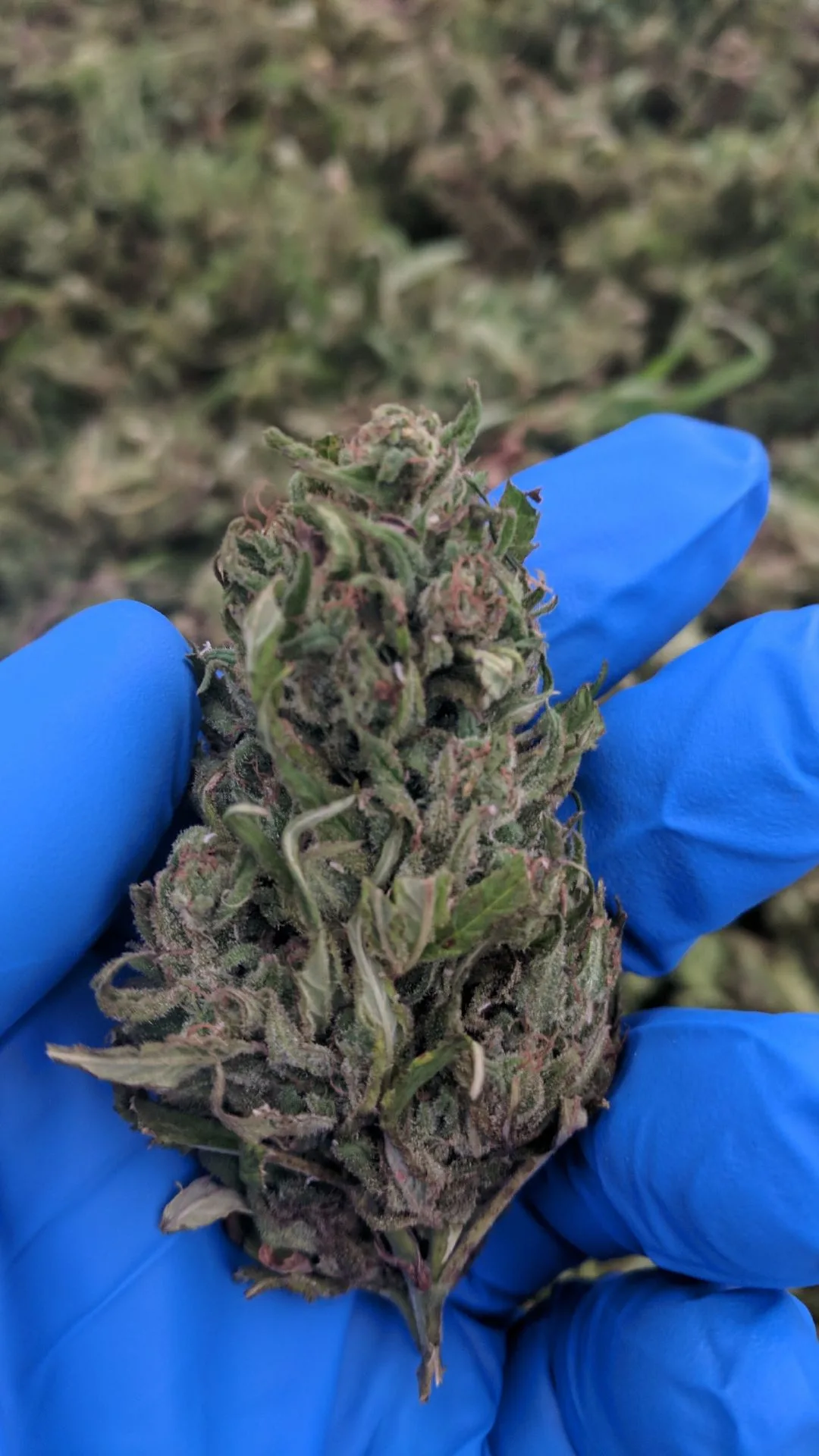 A 2017 close-up photograph of founder Bill Polyniak’s gloved hand holding a trimmed and dried Type III hemp flower bud from the 2017 season.